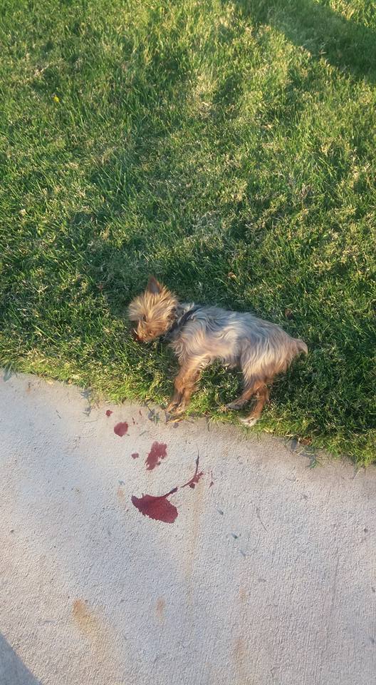 Un pequeño perro muerto después de ser matado por un hombre con tijeras de podar, St. George, Utah, 11 de Nov. 2016 | Foto cortesía de Nancy Jean, Noticias St. George 