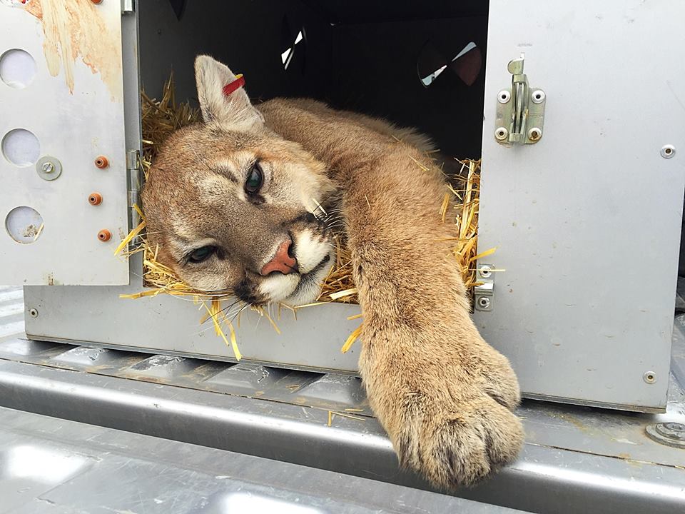 Un león de montaña se tranquilizado y trasladó después de que invadió la ventana de una casa de Green Springs en el bloque 700 de West Morby Street, en Washington, Utah, 25 de Abril, 2016 | Foto de Kimberly Scott, Noticias St. George